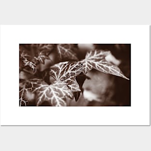‘White Lines’ - wild Ivy in sepia tones Posters and Art